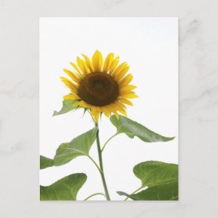 Sunflower Postcard