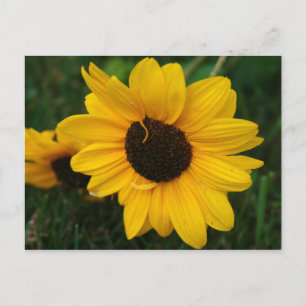 Sunflower Postcard