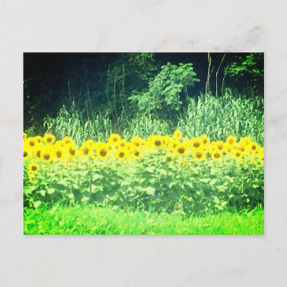 Sunflower Postcard