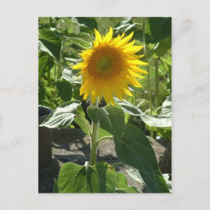 sunflower postcard