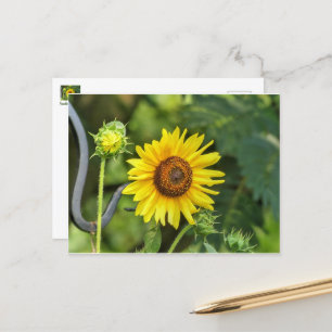 Sunflower Postcard