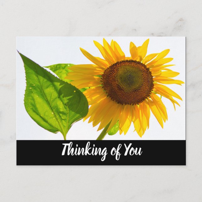 Sunflower Postcard (Front)