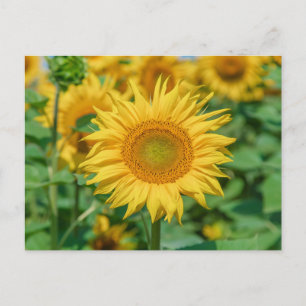 Sunflower Postcard