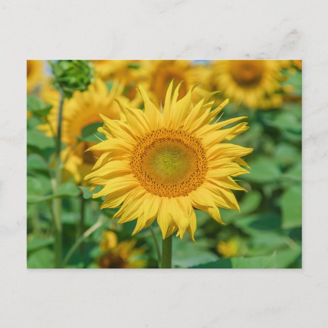 Sunflower Postcard (Front)