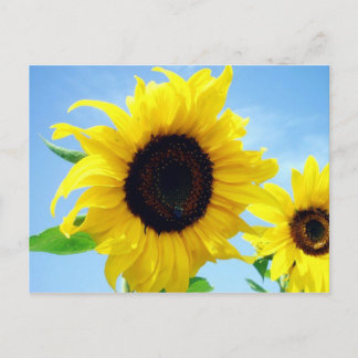 Sunflower Postcard