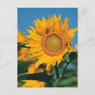 Sunflower Postcard