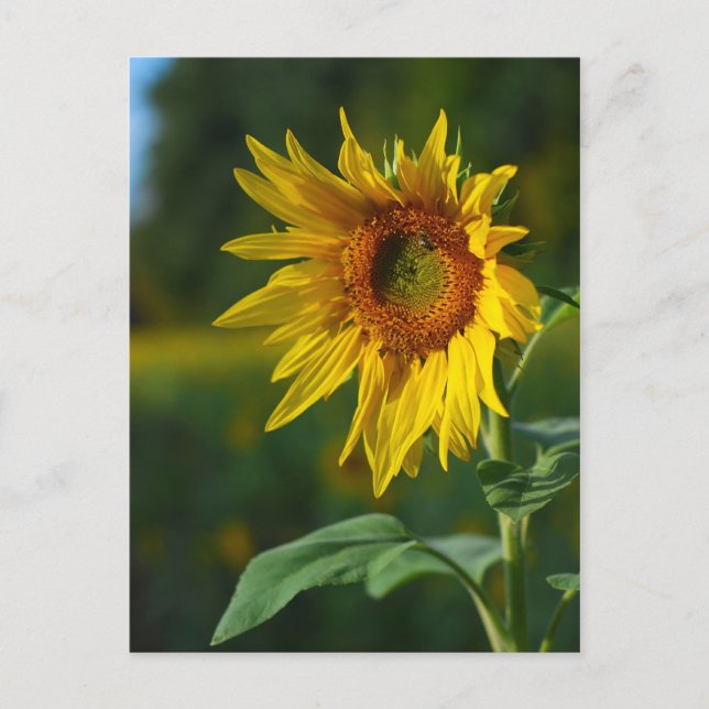 Sunflower Postcard (Front)