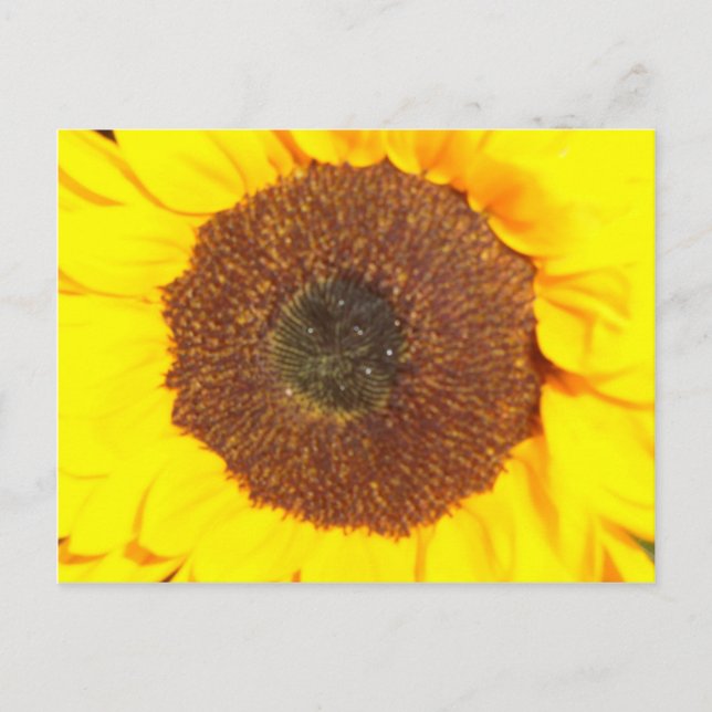 Sunflower Postcard (Front)