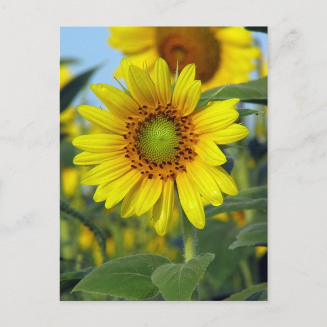 Sunflower Postcard (Front)