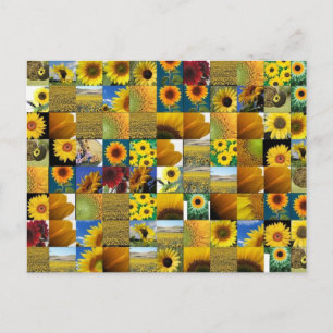 sunflower postcard