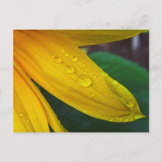 Sunflower Postcard