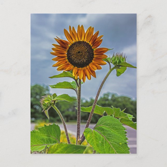 Sunflower Postcard (Front)