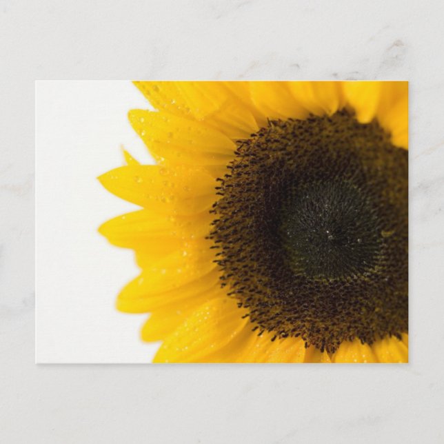 sunflower postcard (Front)