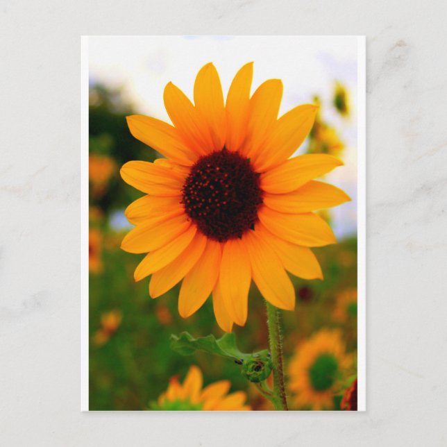Sunflower Postcard (Front)