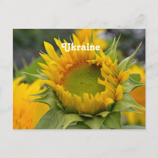 Sunflower Postcard (Front)