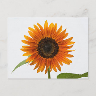 Sunflower Postcard