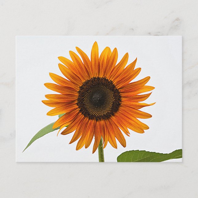Sunflower Postcard (Front)