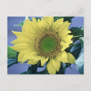 Sunflower Postcard