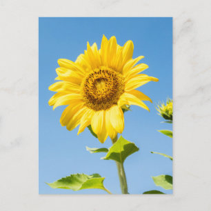 Sunflower Postcard