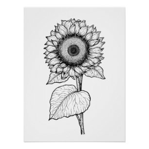 Sunflower Poster