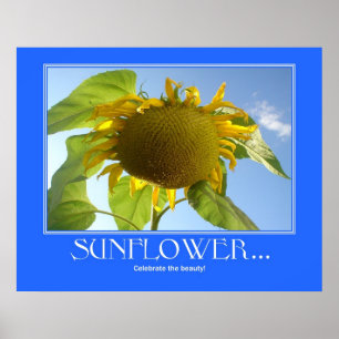 Sunflower Poster