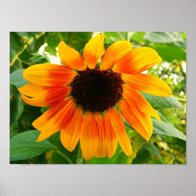 Sunflower - poster (Front)
