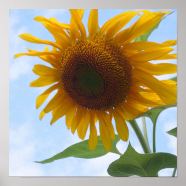 Sunflower Poster (Front)