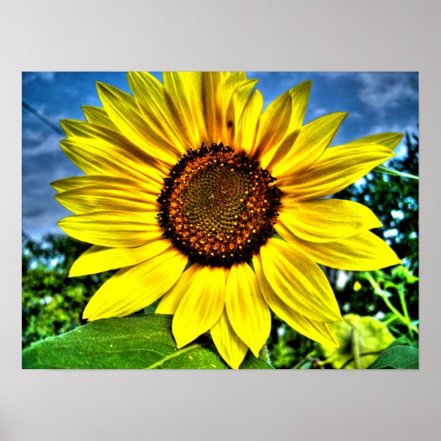 sunflower poster (Front)