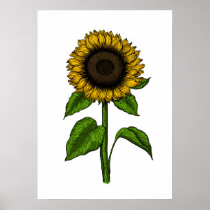 Sunflower Poster
