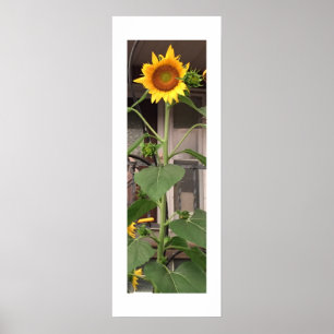Sunflower Poster