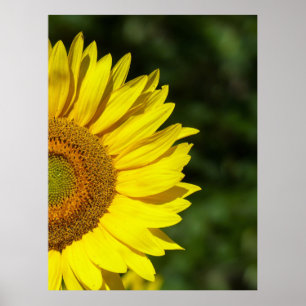 Sunflower Poster