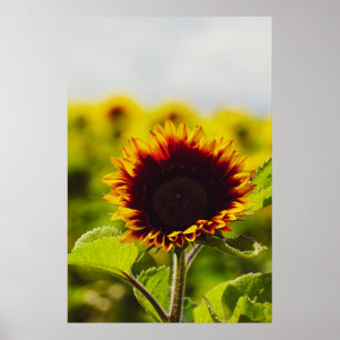 Sunflower Poster