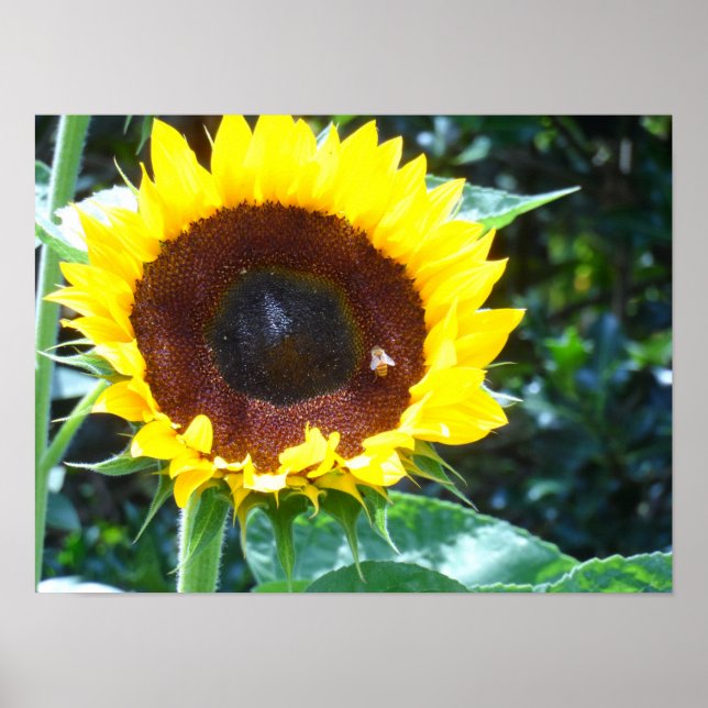Sunflower Poster (Front)