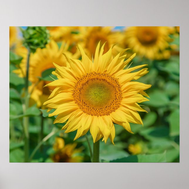 Sunflower Poster (Front)