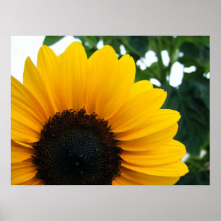 Sunflower Poster