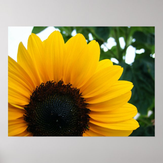 Sunflower Poster (Front)