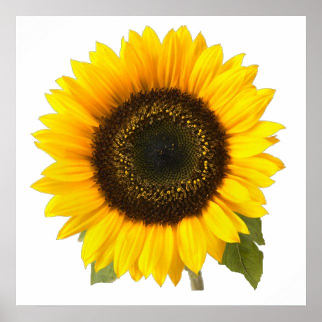 Sunflower Poster (Front)
