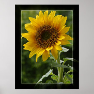 Sunflower Poster