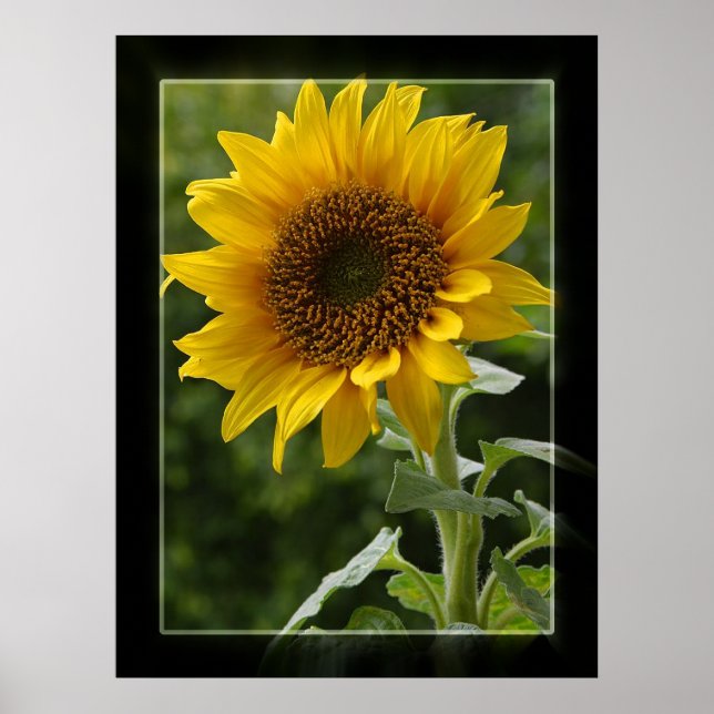 Sunflower Poster (Front)