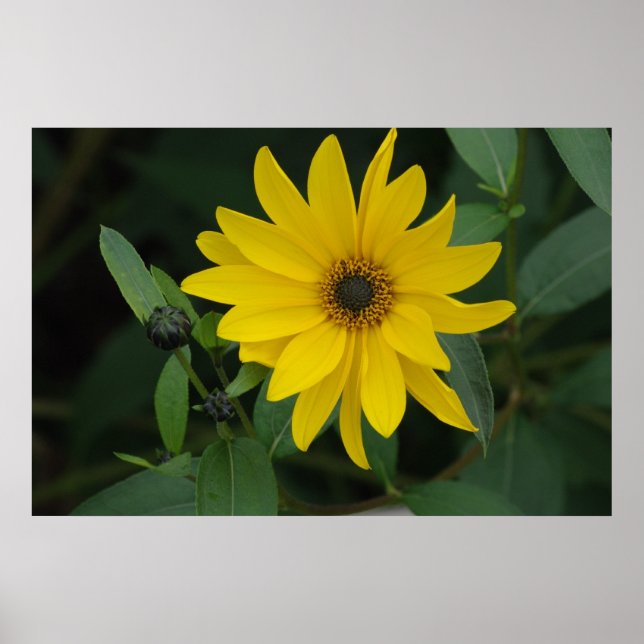 Sunflower Poster (Front)