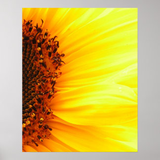 Sunflower Poster