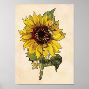 Sunflower Poster