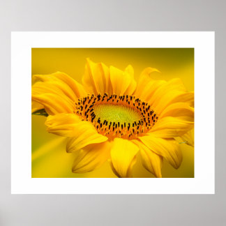 Sunflower Poster