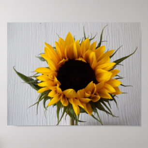 Sunflower Poster