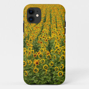 Sunflower Power iPhone Case