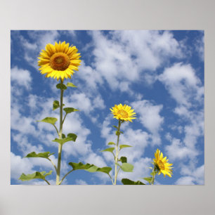 Sunflower Print