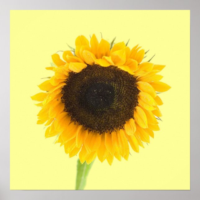 Sunflower Print (Front)