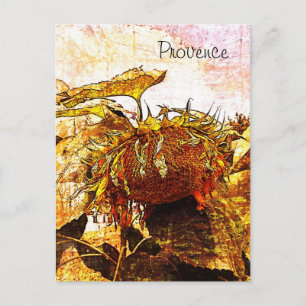 sunflower, provence postcard
