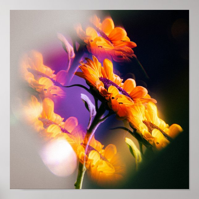 Sunflower Reflection Poster (Front)