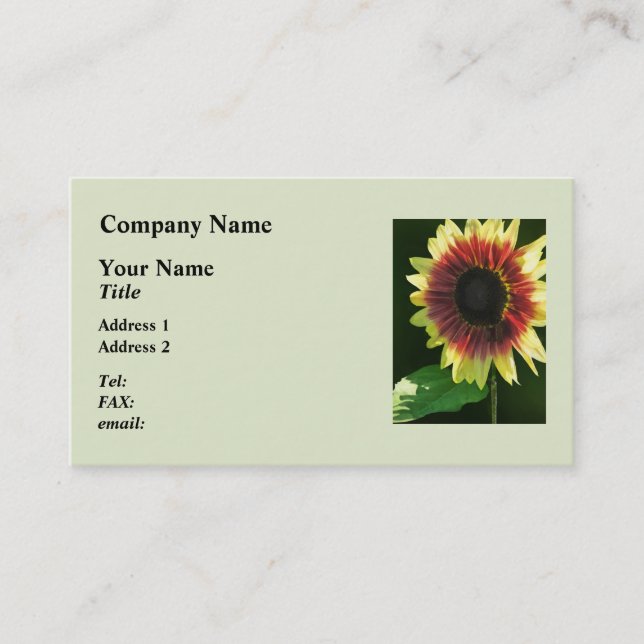 Sunflower Ring of Fire Closeup Business Card (Front)